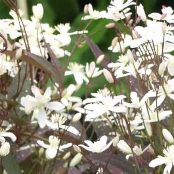 6 clématites herbacées pour fleurir un massif