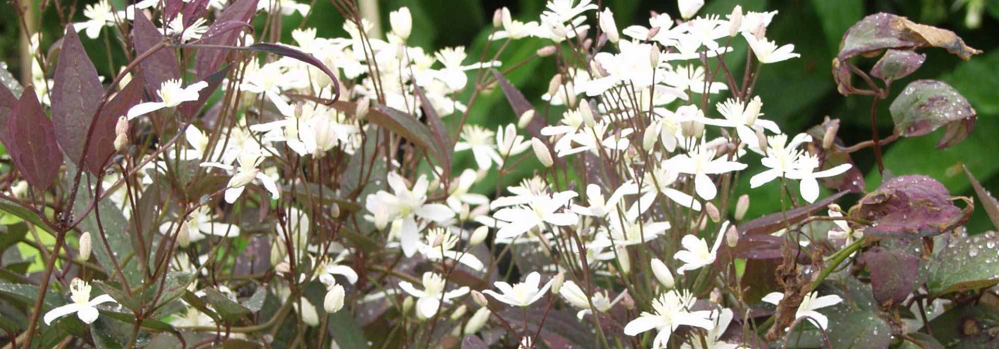 6 clématites herbacées pour fleurir un massif