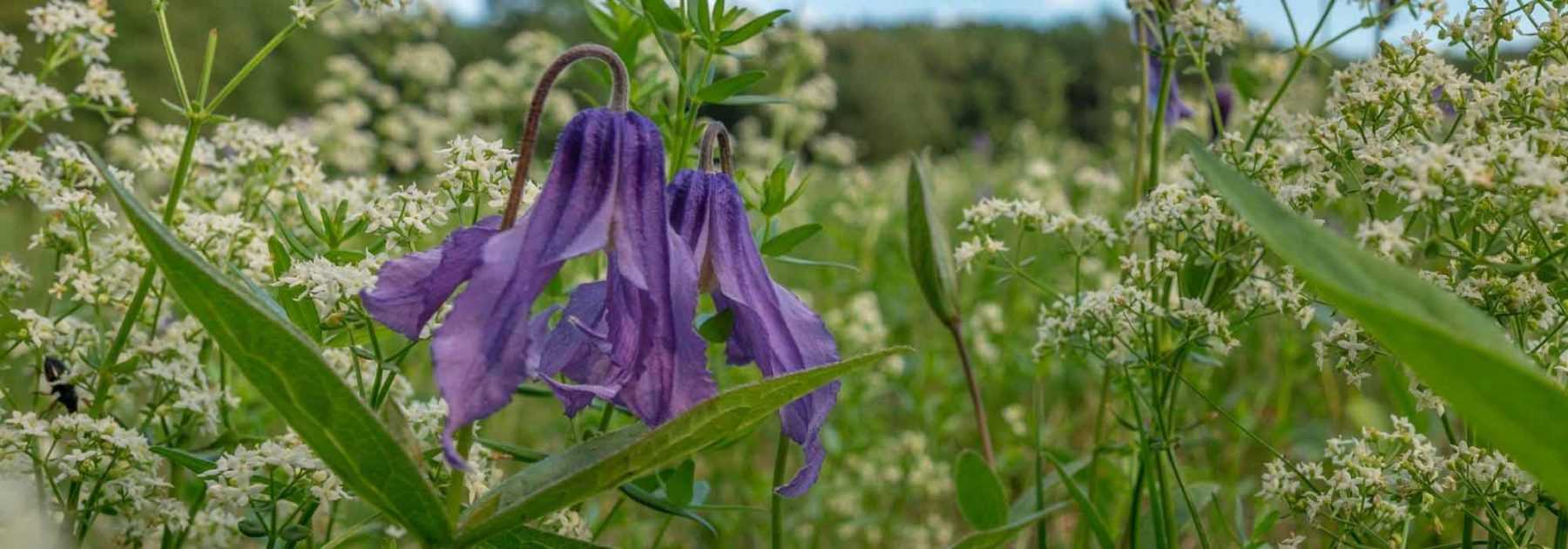 Associer les clématites herbacées