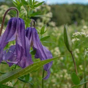 Associer les clématites herbacées