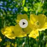 Le coquelicot jaune ou Meconopsis cambrica