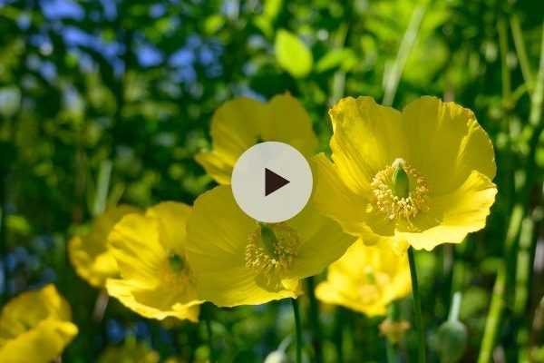 Le coquelicot jaune ou Meconopsis cambrica