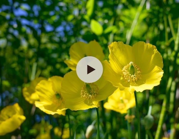 Le coquelicot jaune ou Meconopsis cambrica