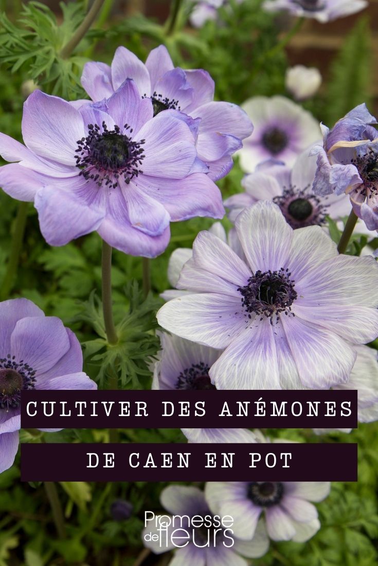 Cultiver l'anémone de Caen en pot - Promesse de Fleurs