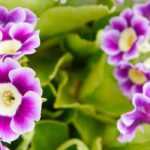 Cultiver une Primula auricula en pot