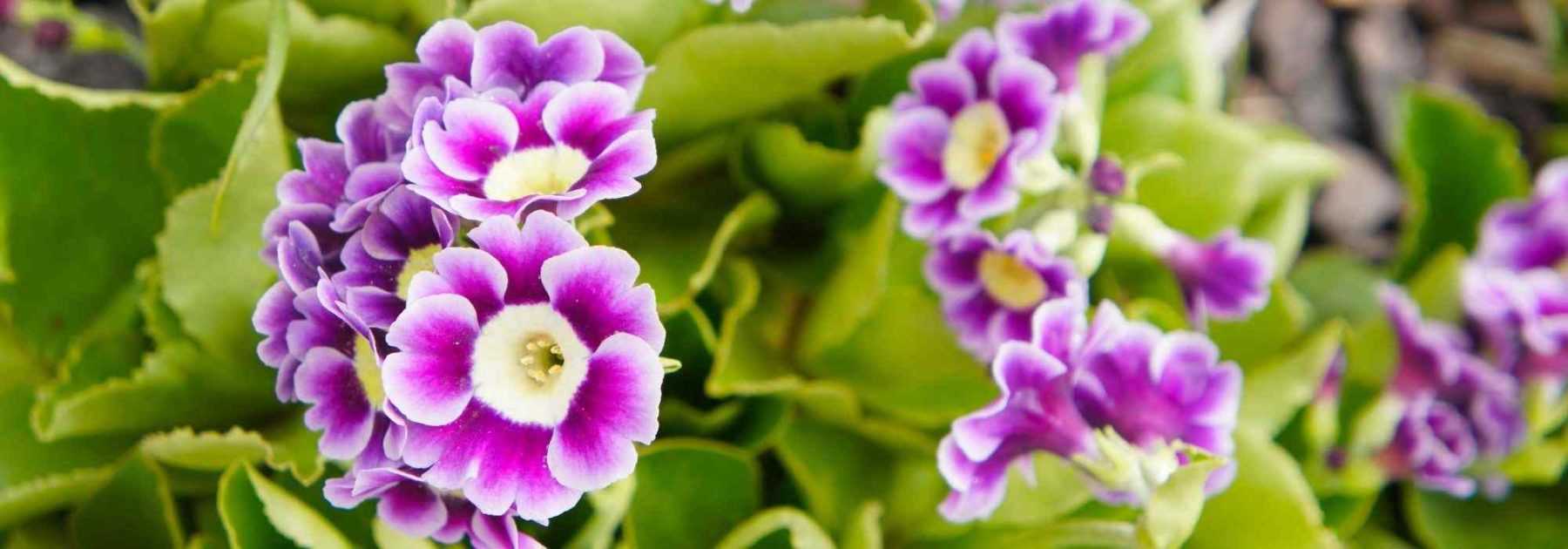 Cultiver une Primula auricula en pot