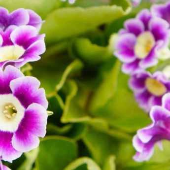 Cultiver une Primula auricula en pot