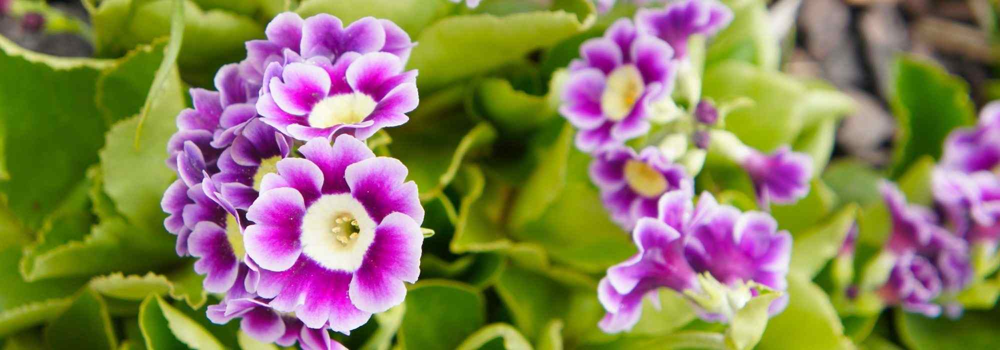 Cultiver une Primula auricula en pot