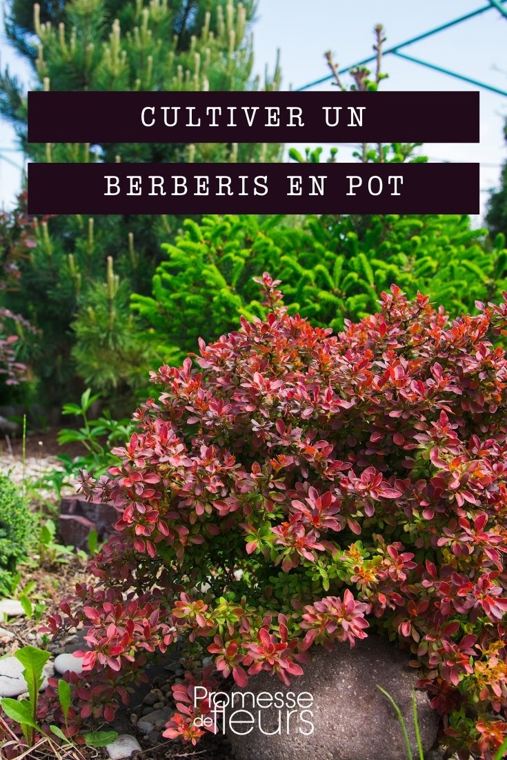 cultiver berberis en pot