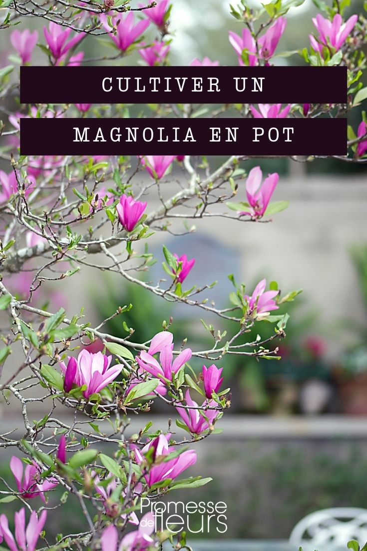 cultiver magnolia en pot