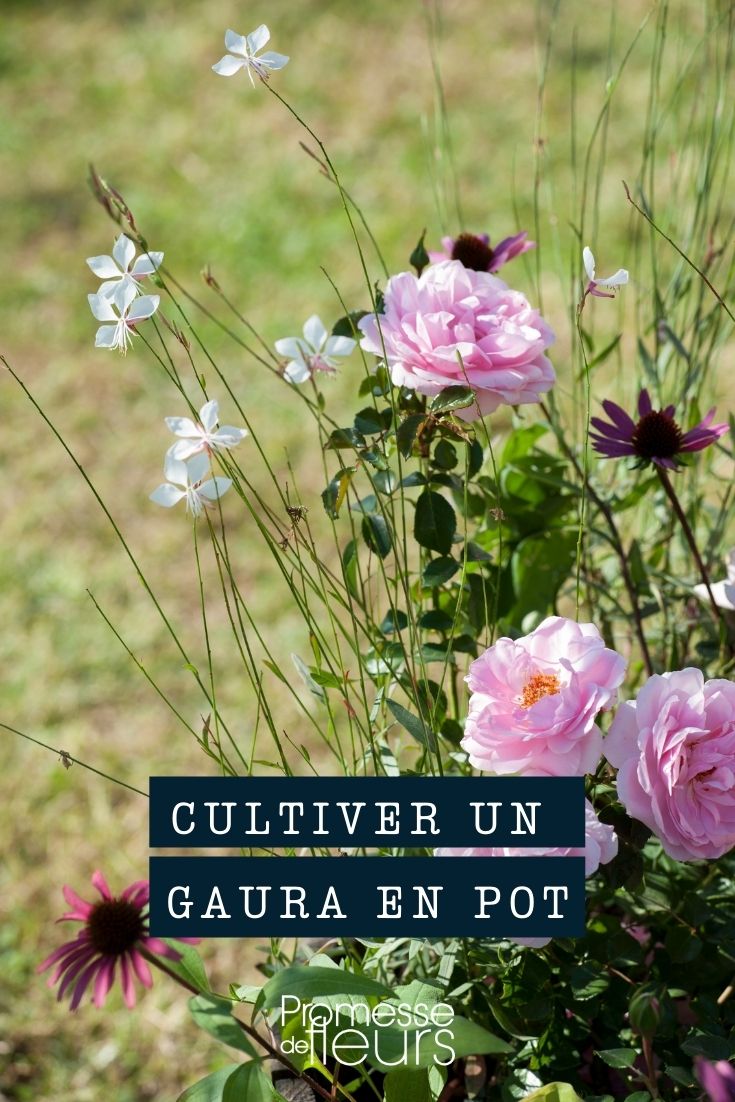 cultiver un gaura en pot