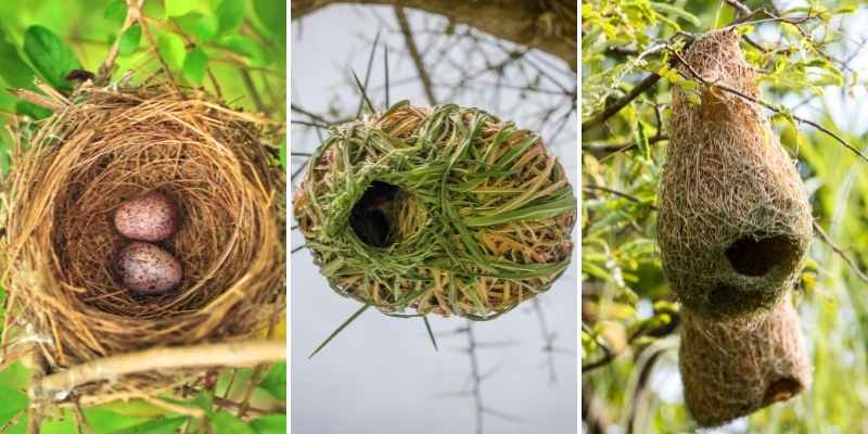 La nidification chez l'oiseau - WanimoVéto