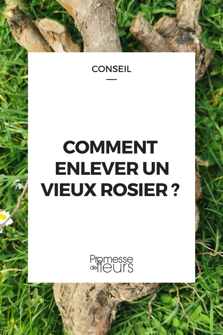 enlever vieux rosier