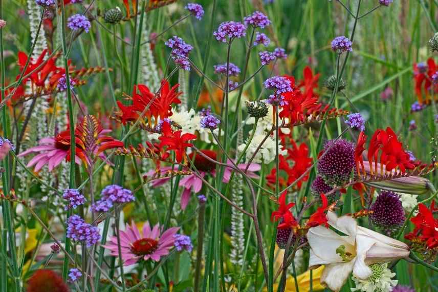 associer fleurs rouges, association fleurs rouges, massif fleurs rouges, comment marier fleurs rouges, idées fleurs rouges jardin