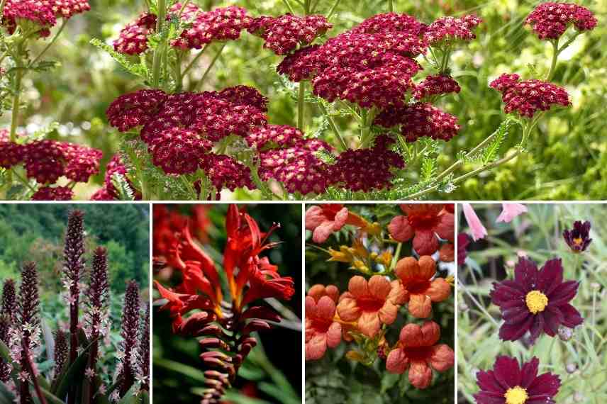 associer fleurs rouges, association fleurs rouges, massif fleurs rouges, comment marier fleurs rouges, idées fleurs rouges jardin