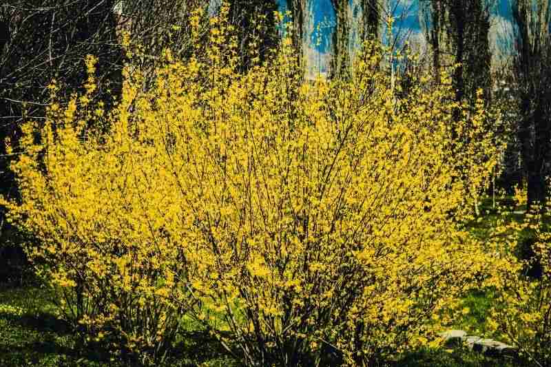 forsythia arbuste, buisson forsythia