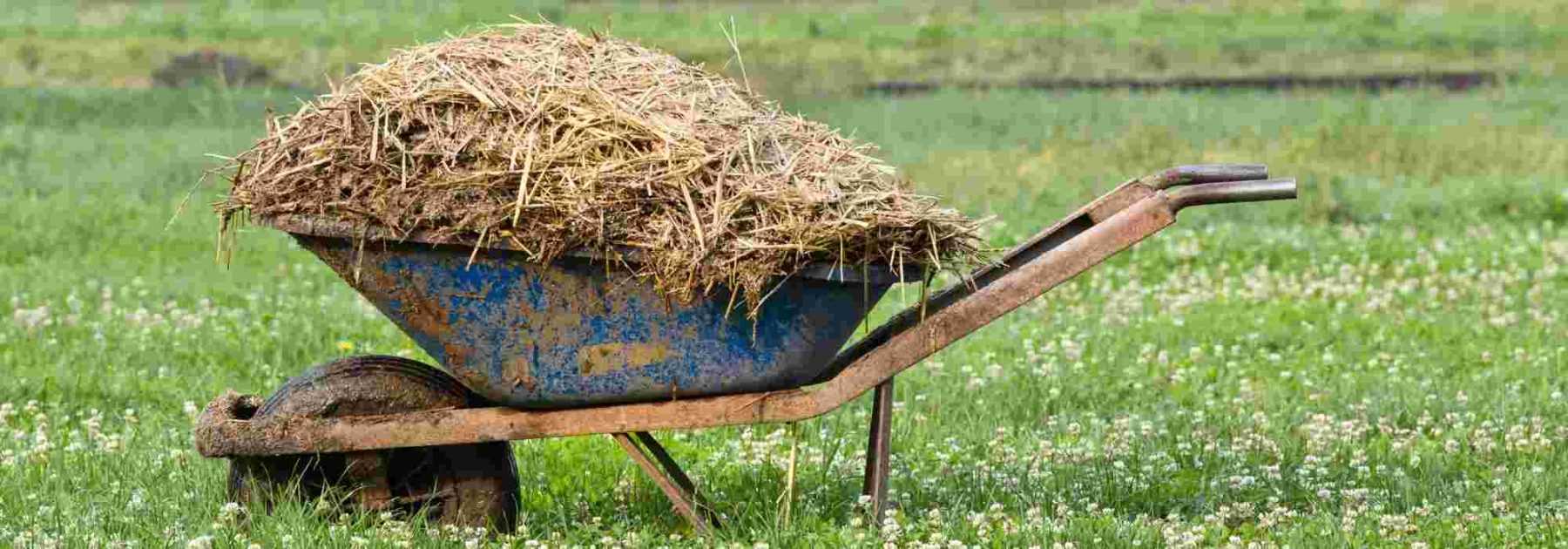 Graines de gazon à semer prairie pour lapins et poules Vilmorin