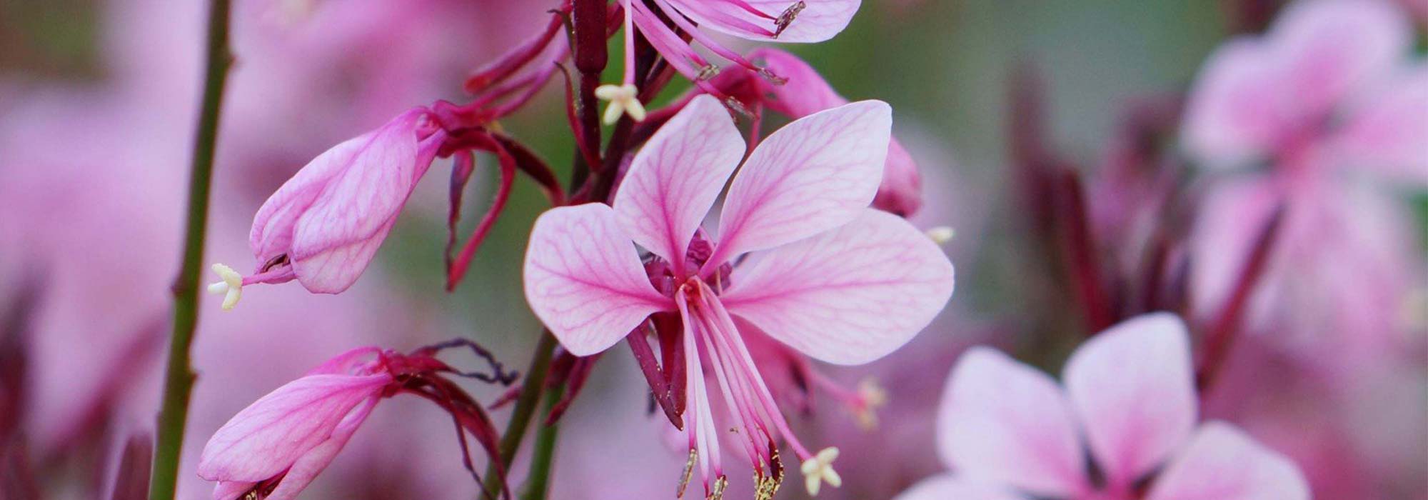 Cultiver un Gaura en pot