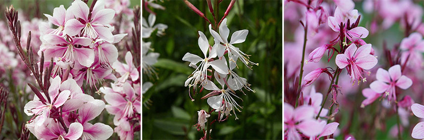 Variétés de Gaura