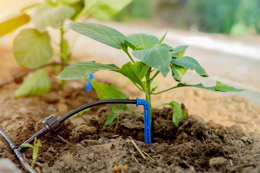 goutteur goutte à goutte, goutteur plante en pot