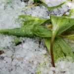 Que faire au jardin après un orage de grêle ?