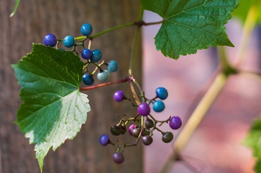 vigne vierge fruit bleu, grimpante baie bleue