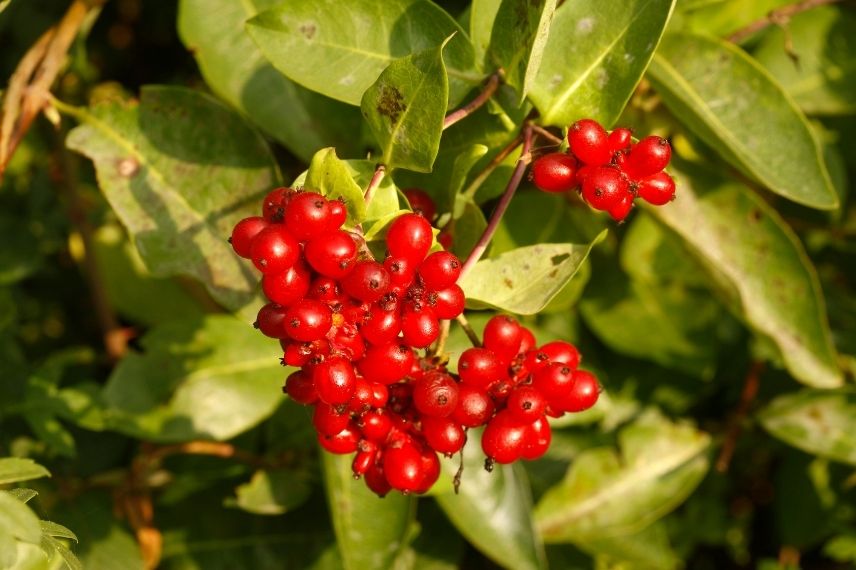 fruit chèvrefeuille grimpant, chèvrefeuille des bois fruit