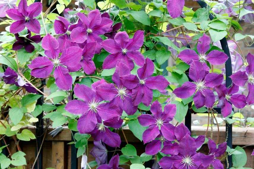 clématite longue floraison en été