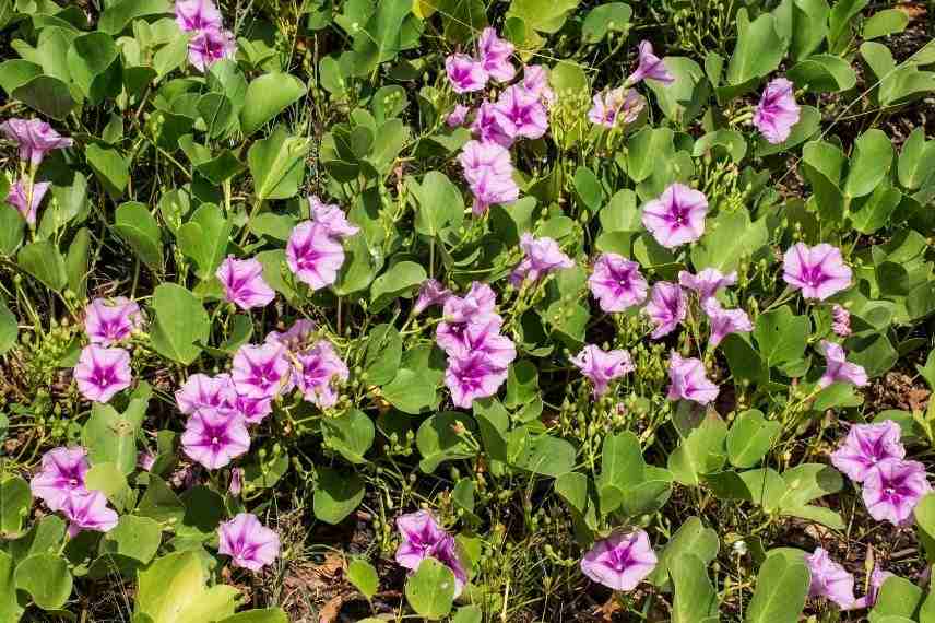 ipomée fleurissant tout l'été, ipomée longue floraison