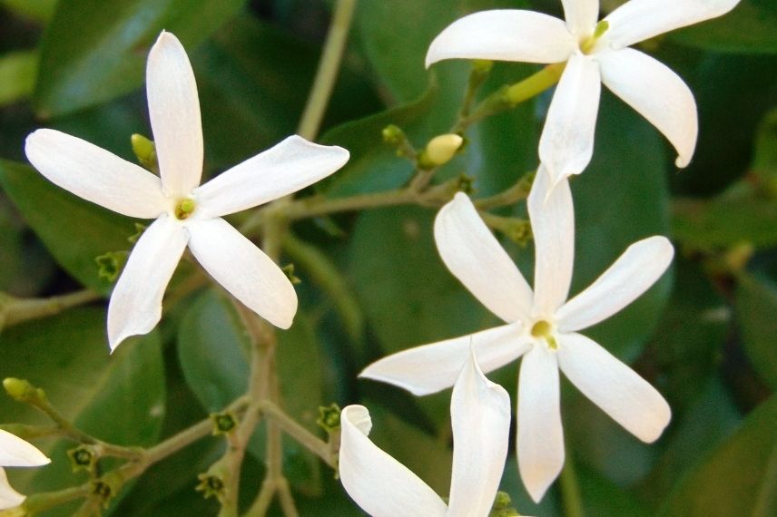 Jasmin officinal longue floraison en été