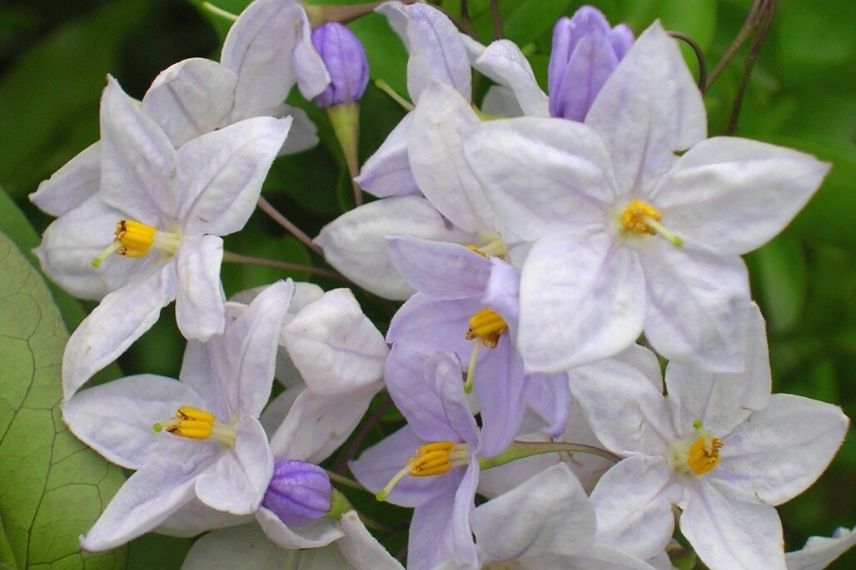 étoile de bethléem longue floraison