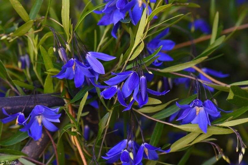 grimpante rare fleurissant longtemps en été