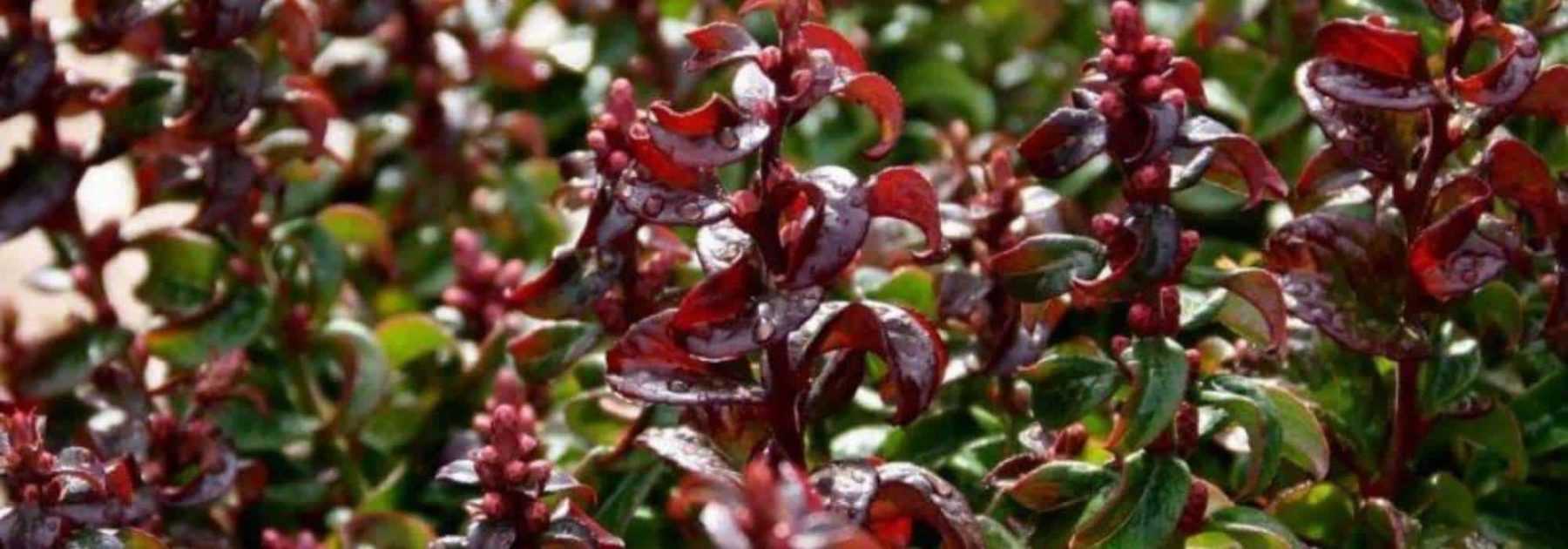 Comment choisir un leucothoe ?