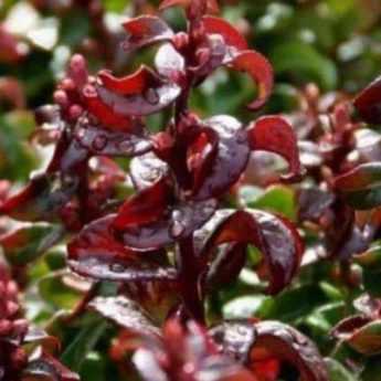 Comment choisir un leucothoe ?