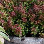 Cultiver un leucothoe en pot