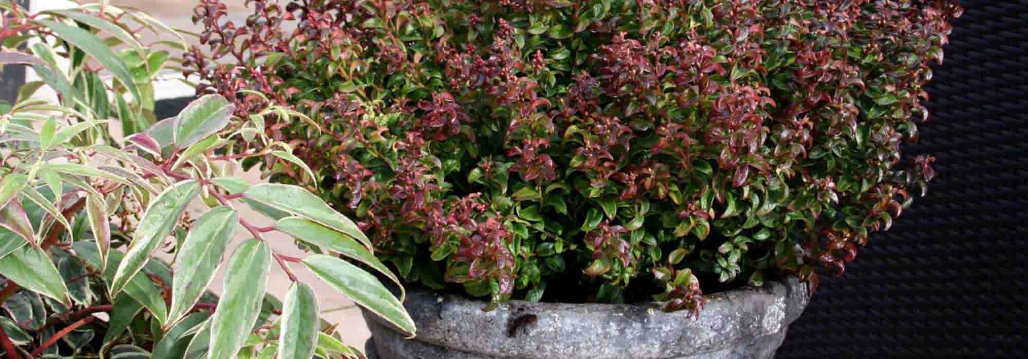 Cultiver un leucothoe en pot