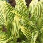 Hosta 'Siberian Tiger' : le premier hosta rayé !