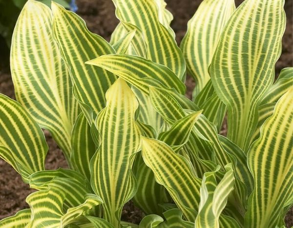 Hosta 'Siberian Tiger' : le premier hosta rayé !