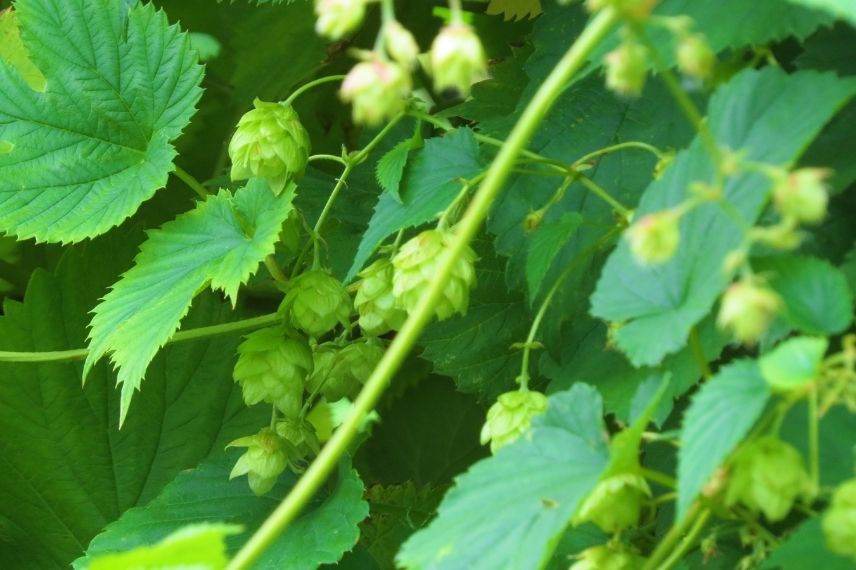 houblon