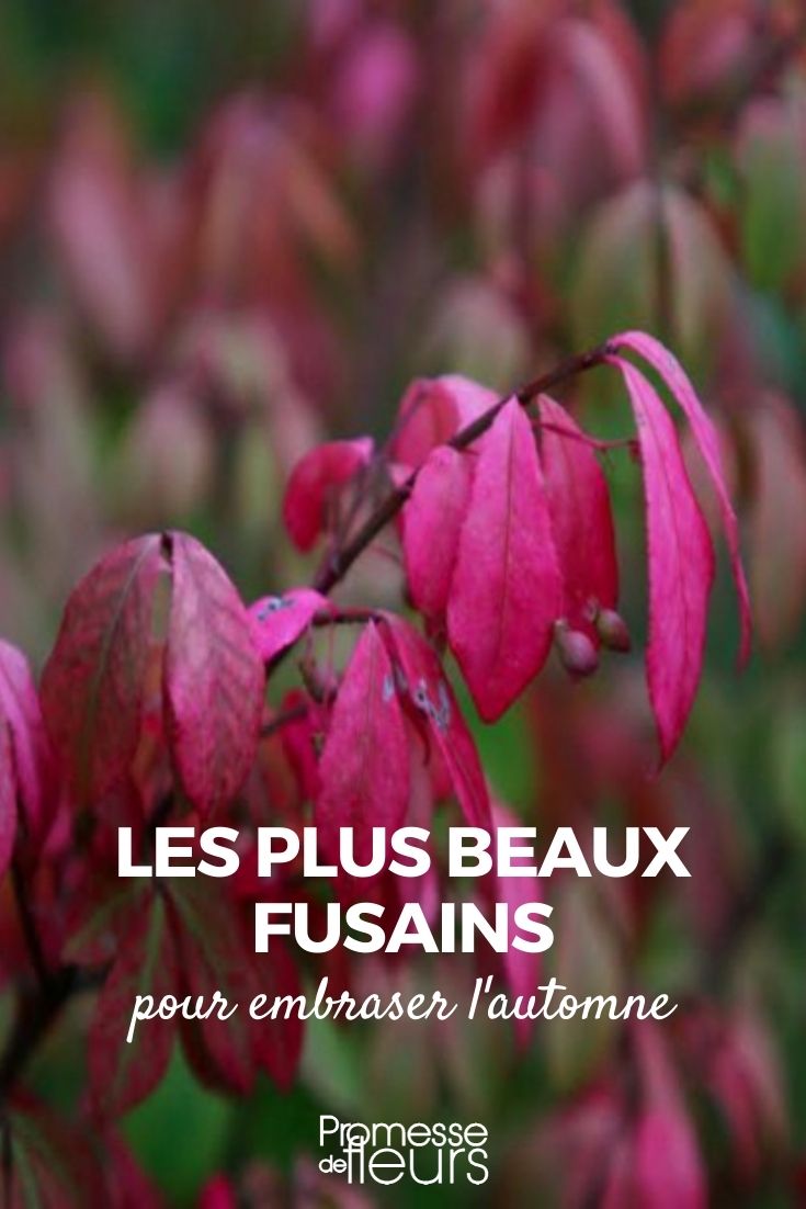 les plus beaux fusains à couleur automnale