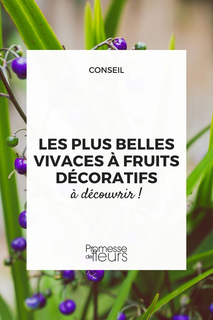 les plus belles vivaces à fruits décoratifs