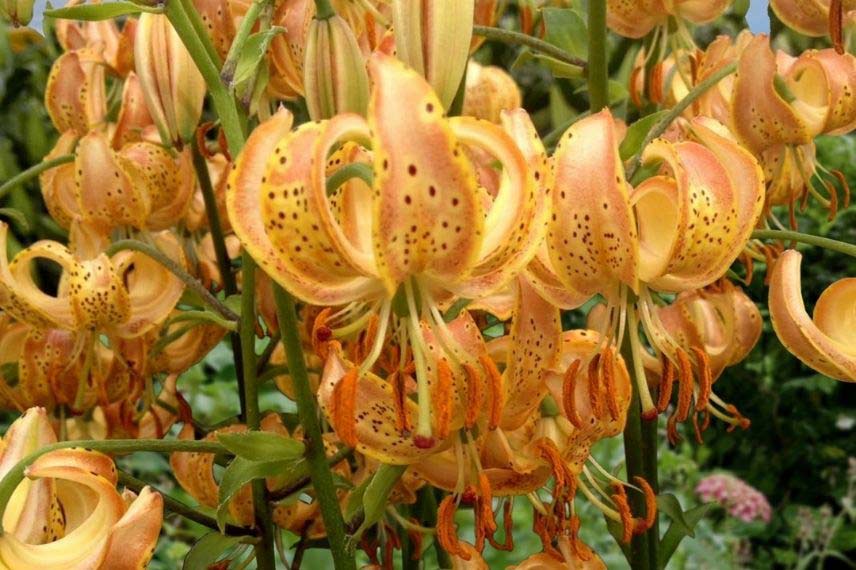 lilium lys lis pour jardin naturaliste