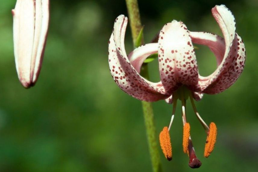 lilium lys lis pour jardin naturaliste