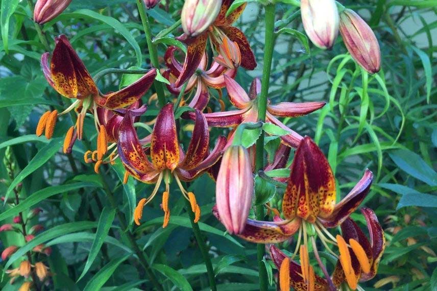 lilium lys lis pour jardin naturaliste