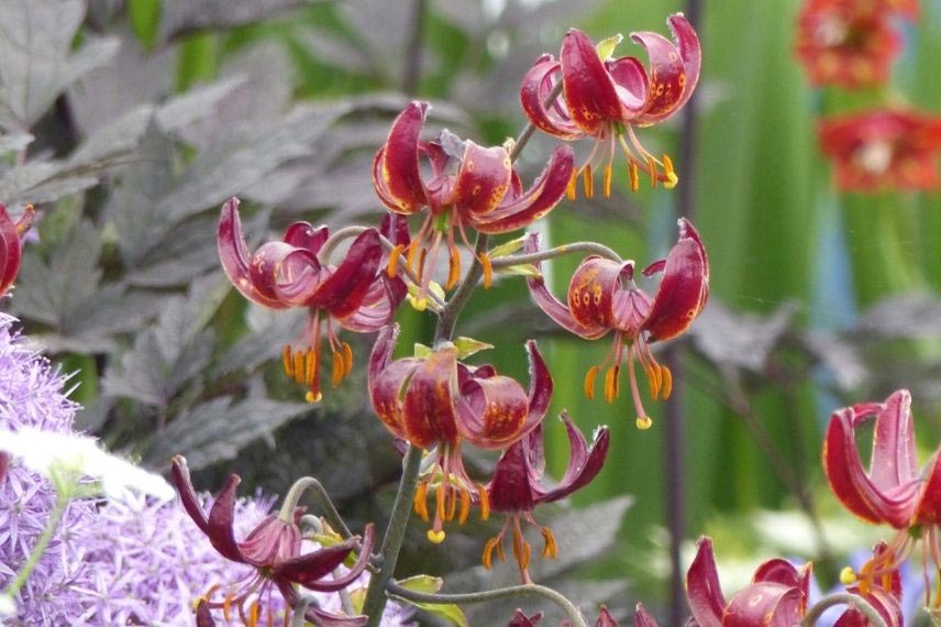 lilium lys lis pour jardin naturaliste