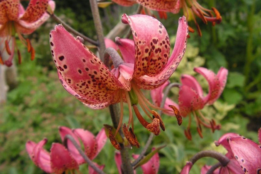 lilium lys lis pour jardin naturaliste