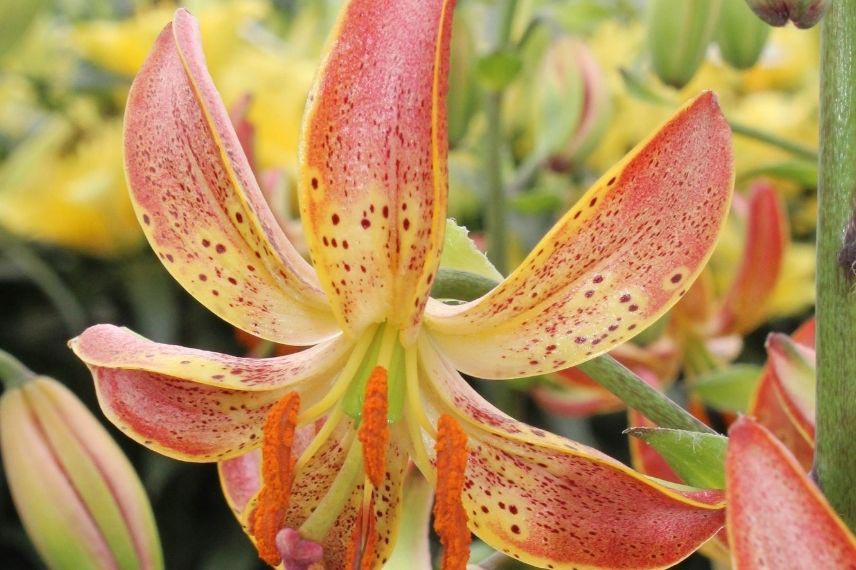 lilium lys lis pour jardin naturaliste