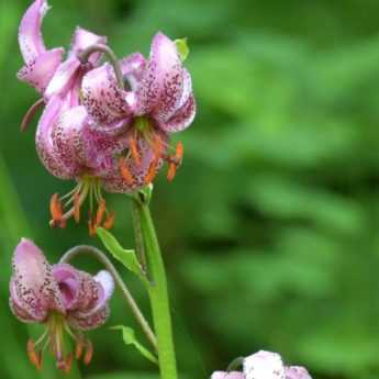 Les meilleurs Lys pour jardin naturaliste