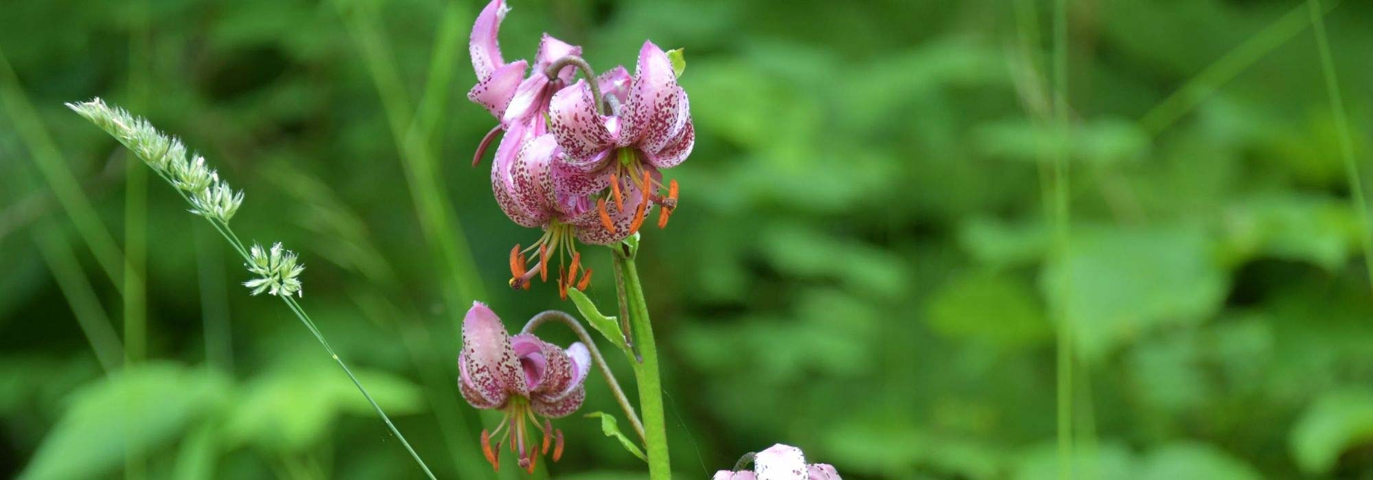 Les meilleurs Lys pour jardin naturaliste