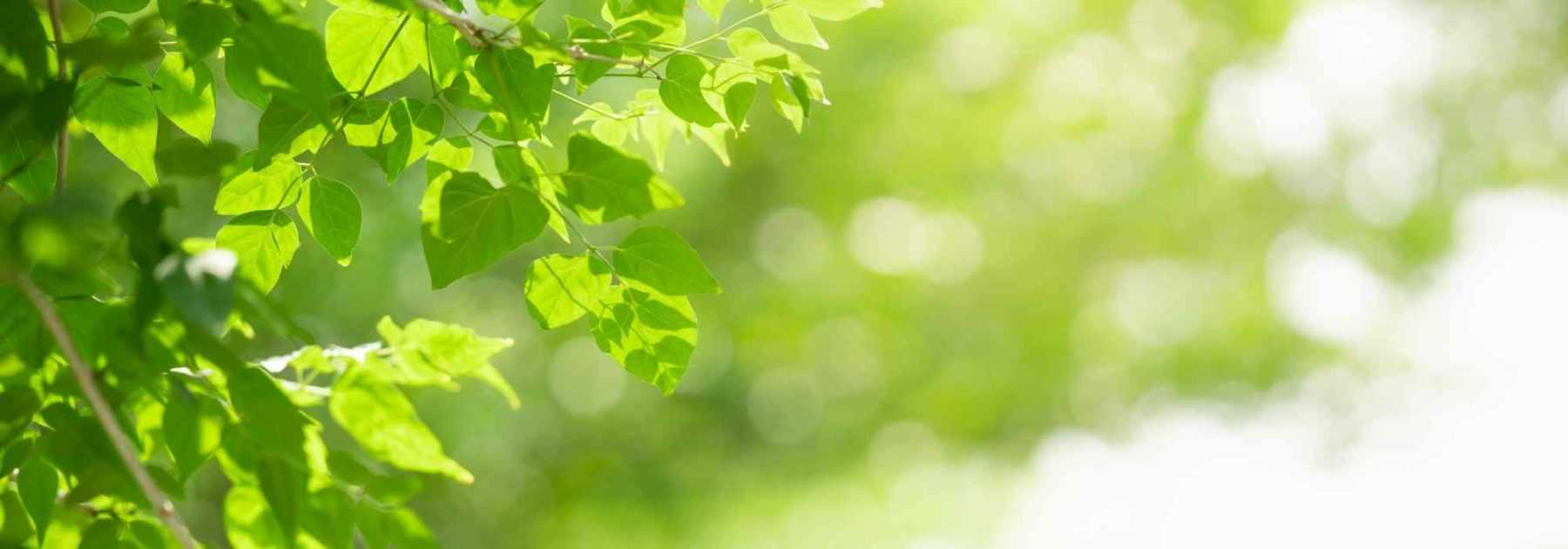 La lumière au jardin : exposition, ensoleillement, ombrage et luminosité